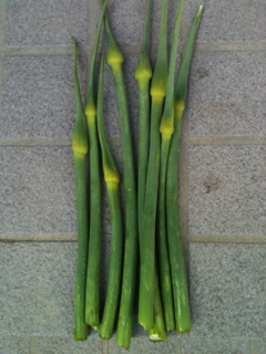 image-00240517173218.png