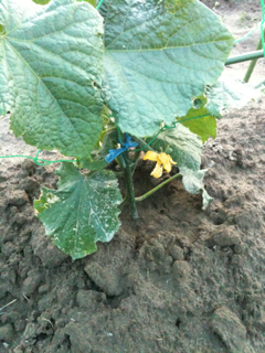 image-20110525195108.png