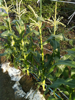 image-20110613100915.png