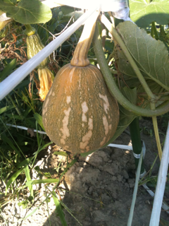 image-20110718152851.png