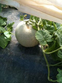 image-20110718153144.png
