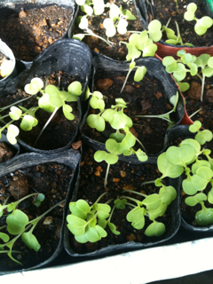 image-20110926132432.png